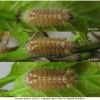 fav quercus larva3 volg